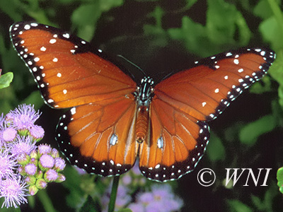Queen Butterfly (Danaus gilippus)